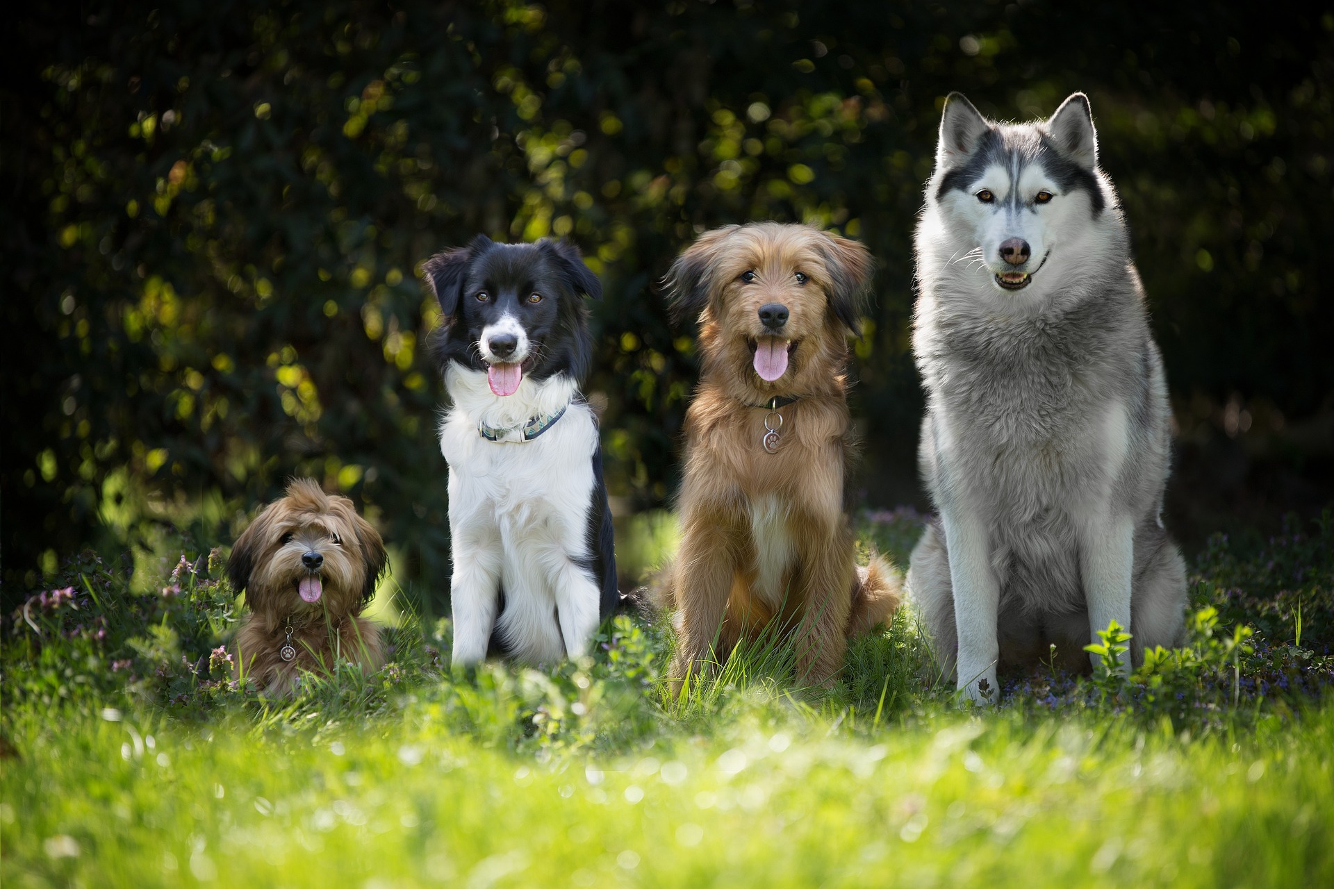 dogs-4189517_1920 naturopathe animalier