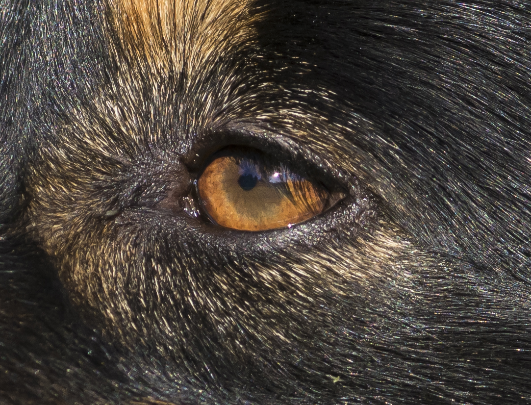 _DSC2377_035 chien 4-3